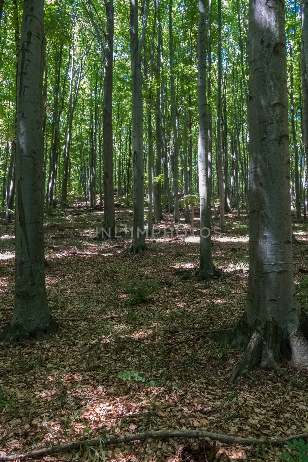 smooth smooth trunks of trees growing up the slope with fallen leaves on the ground