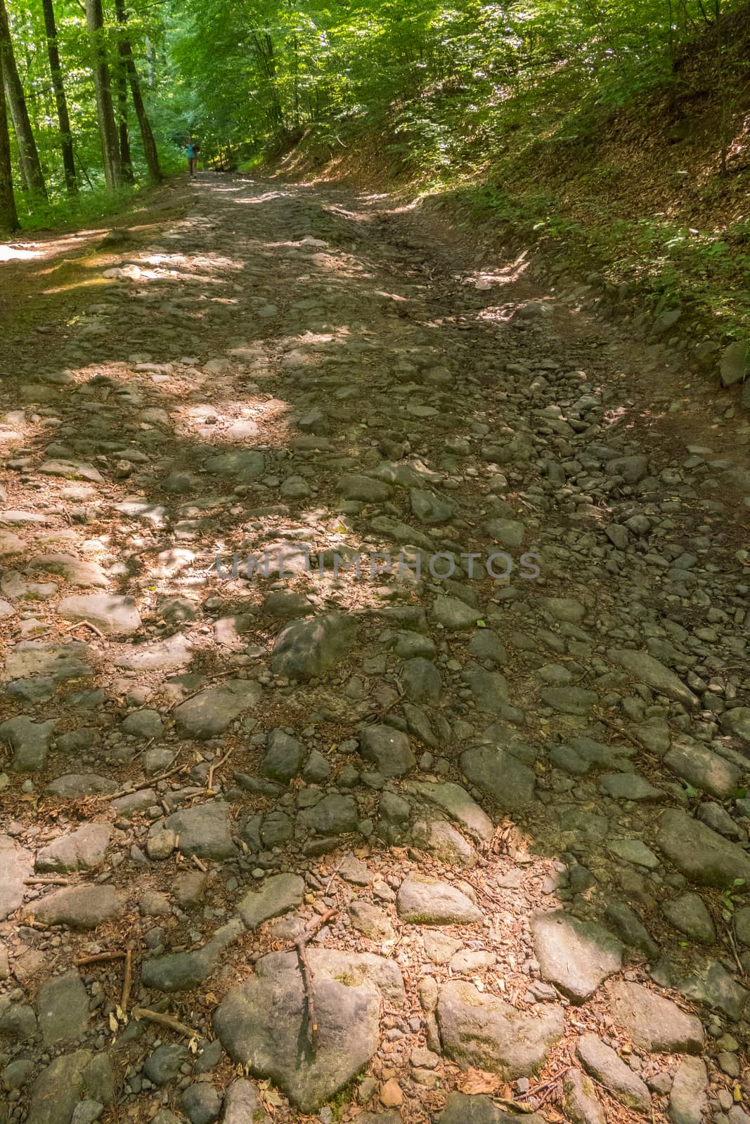 The rocky path in the forest is walking among the trees on one side and a small slope on the other.