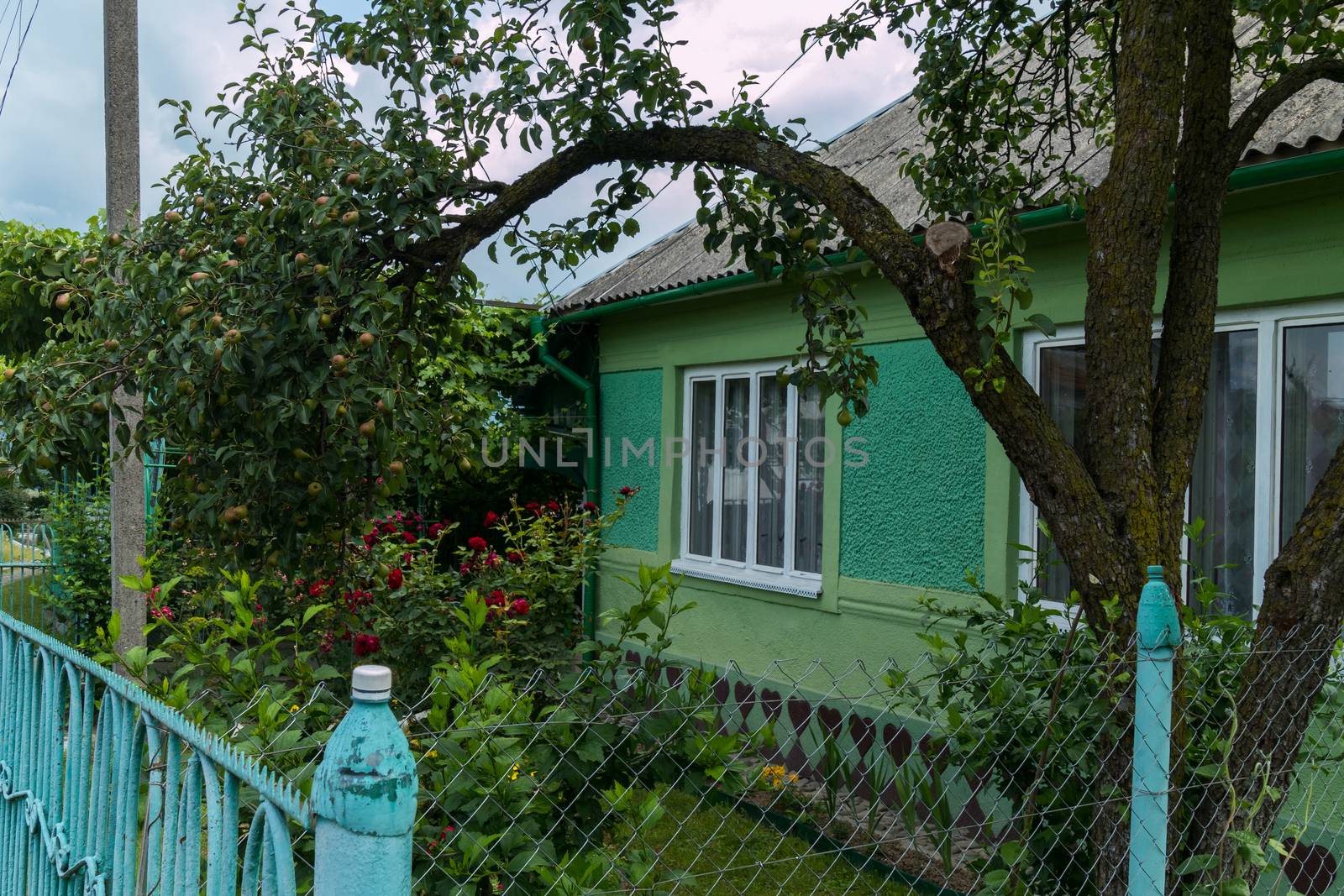 The old iron fence around the apartment building against the backdrop of a lush pear and a red rose