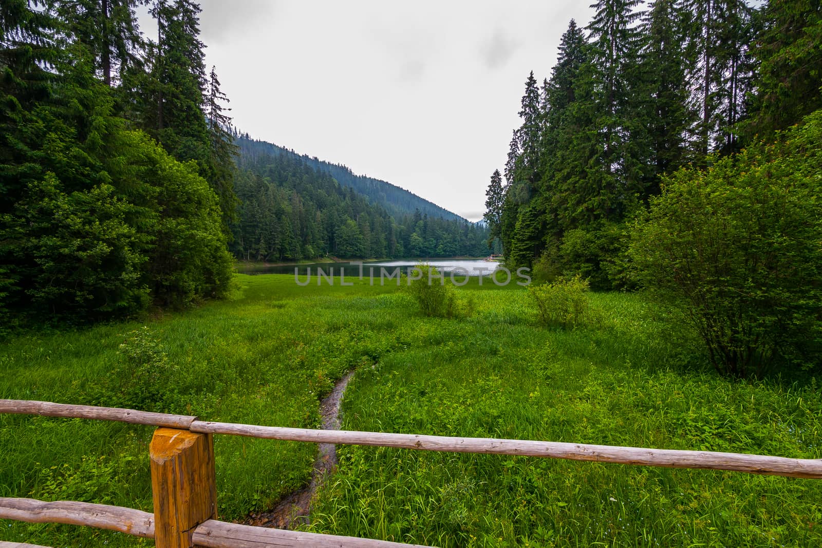 A small stream between the green herbs flows from the lake Synevir. Carpathians. Ukraine