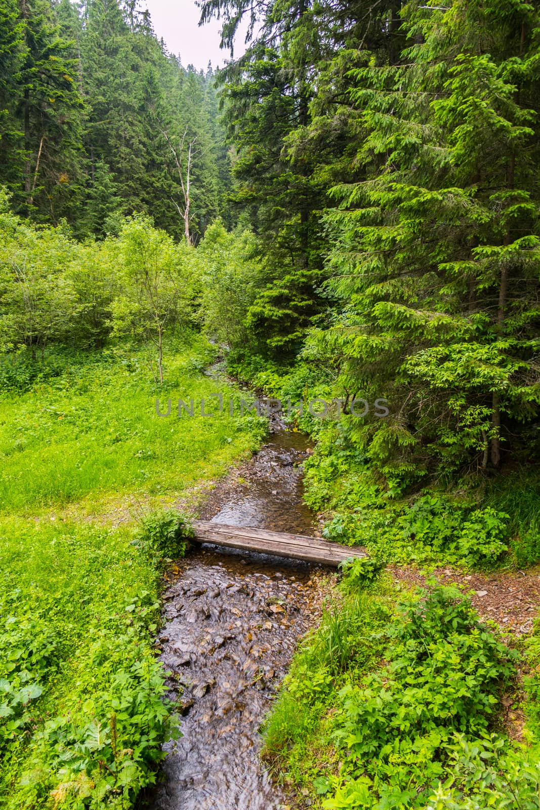 a bridge through a swift mountain stream in a spruce forest