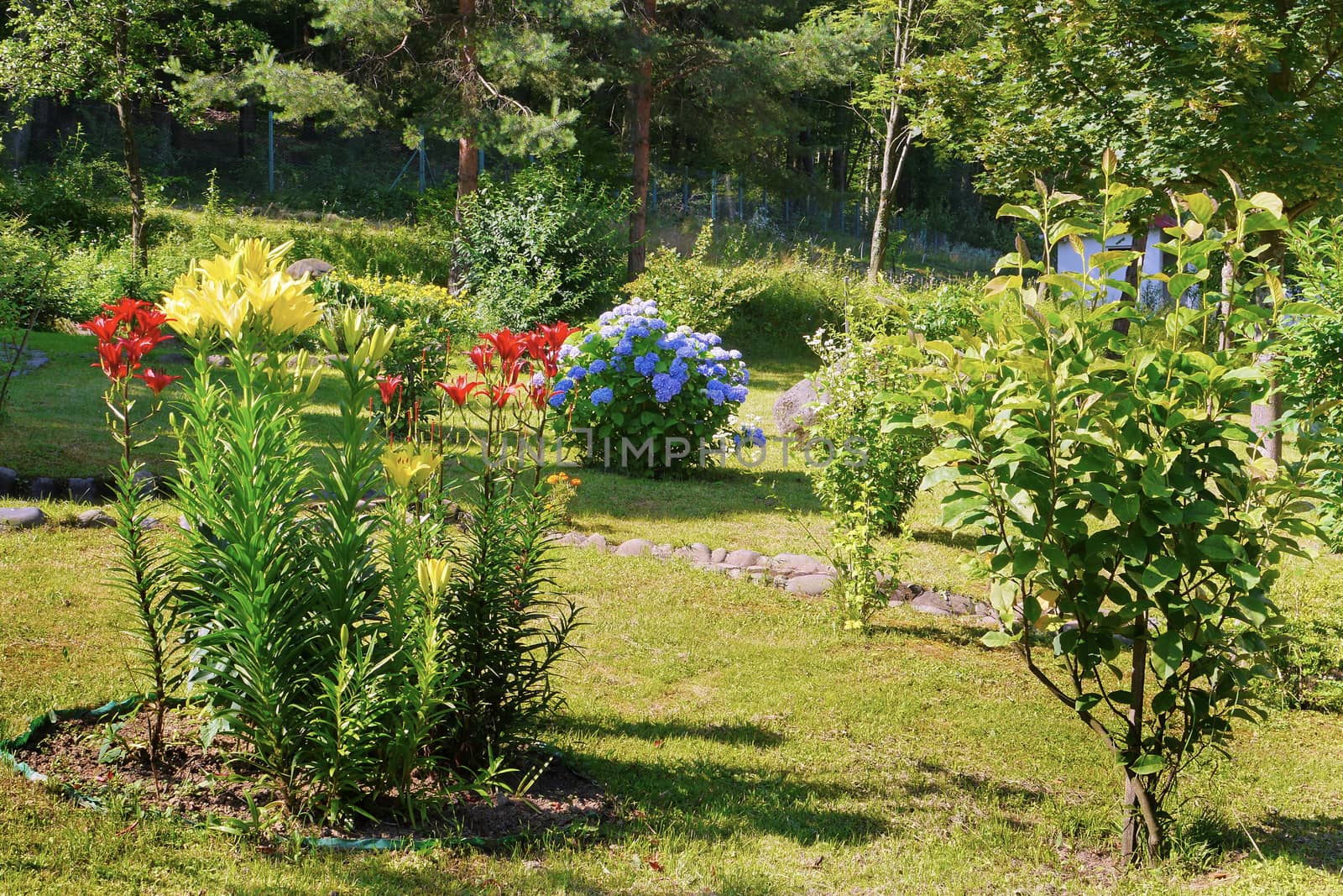 The flowerbed grows beautiful, colorful flowers. Red, yellow and blue