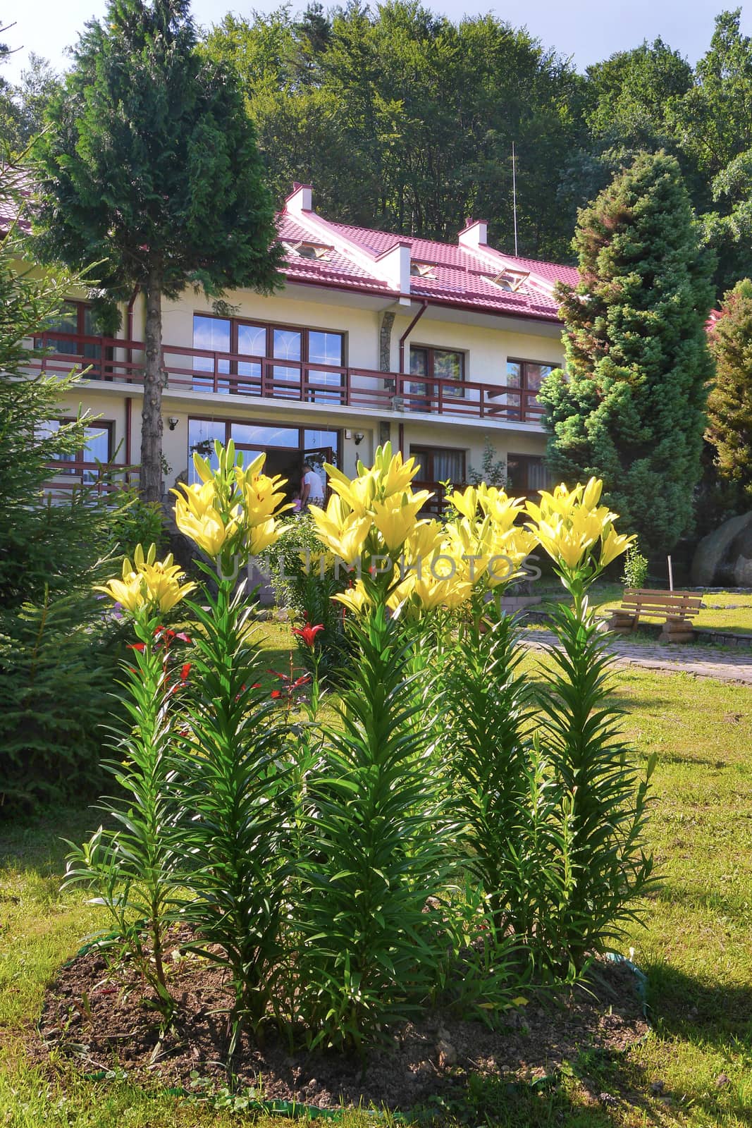 Beautiful yellow lilies with long green stems growing on a green lawn against the backdrop of a holiday home with balconies and a tiled roof.