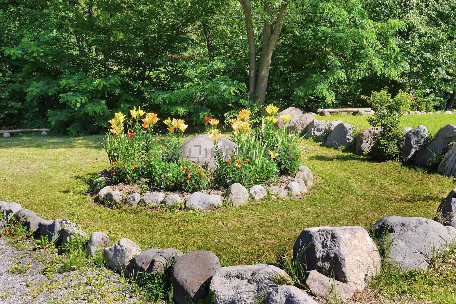 Delicate with a yellowish tint of flowers growing in the park on a lawn covered with stones