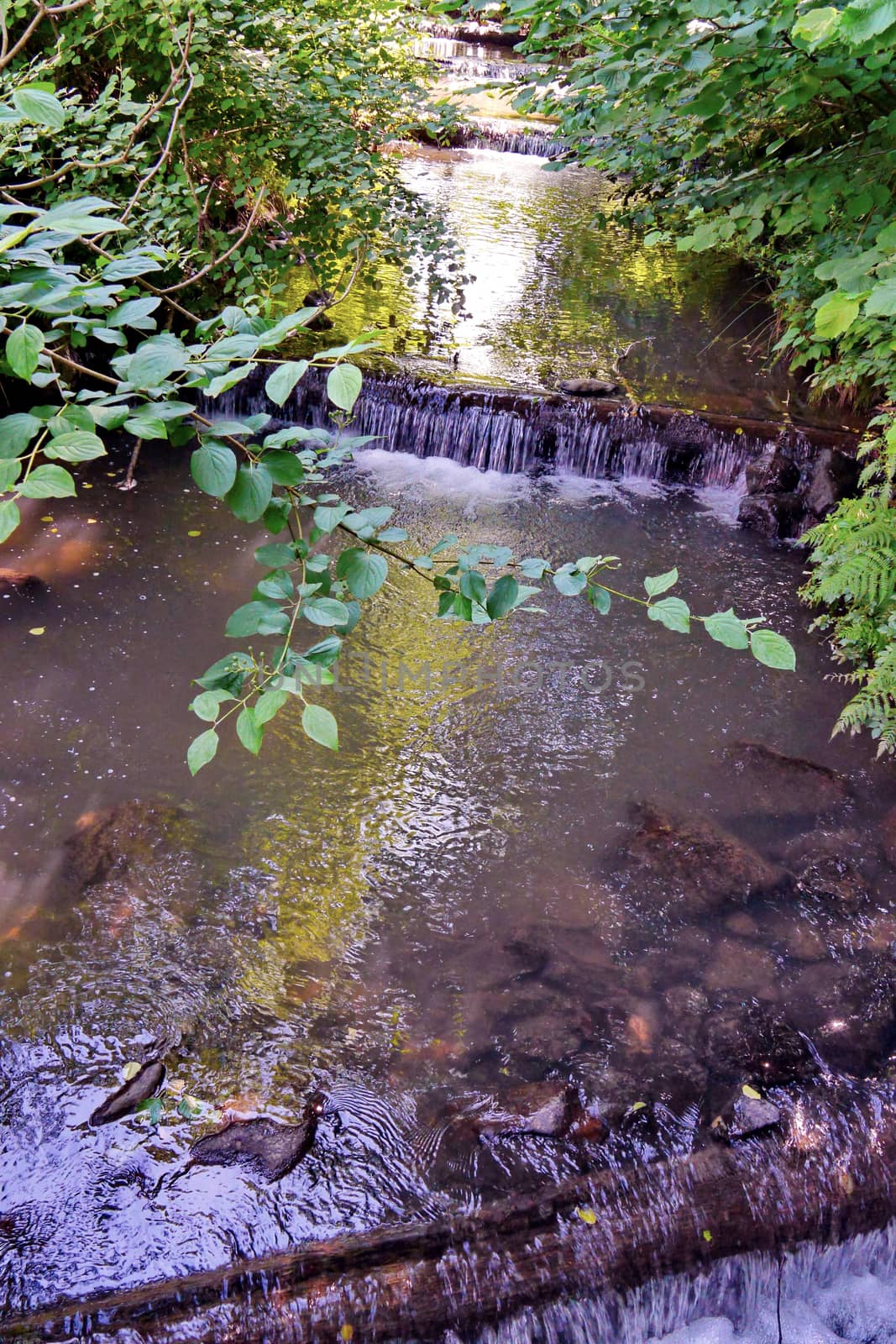 A shallow stream flowing among the thick bushes in the forest with logs lying in it at a certain distance forming small dams and waterfalls.