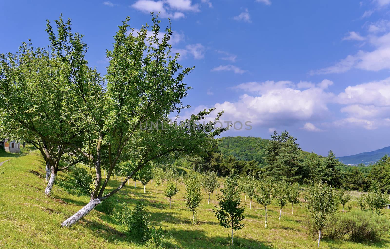 Green slope with young trees against the background of huge mountain ranges in the distance
