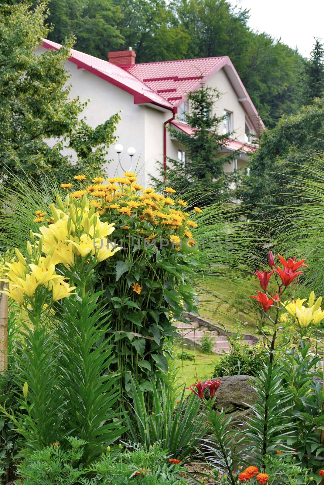 high bushes of tender yellow and red lilies in the garden against the background of spruce