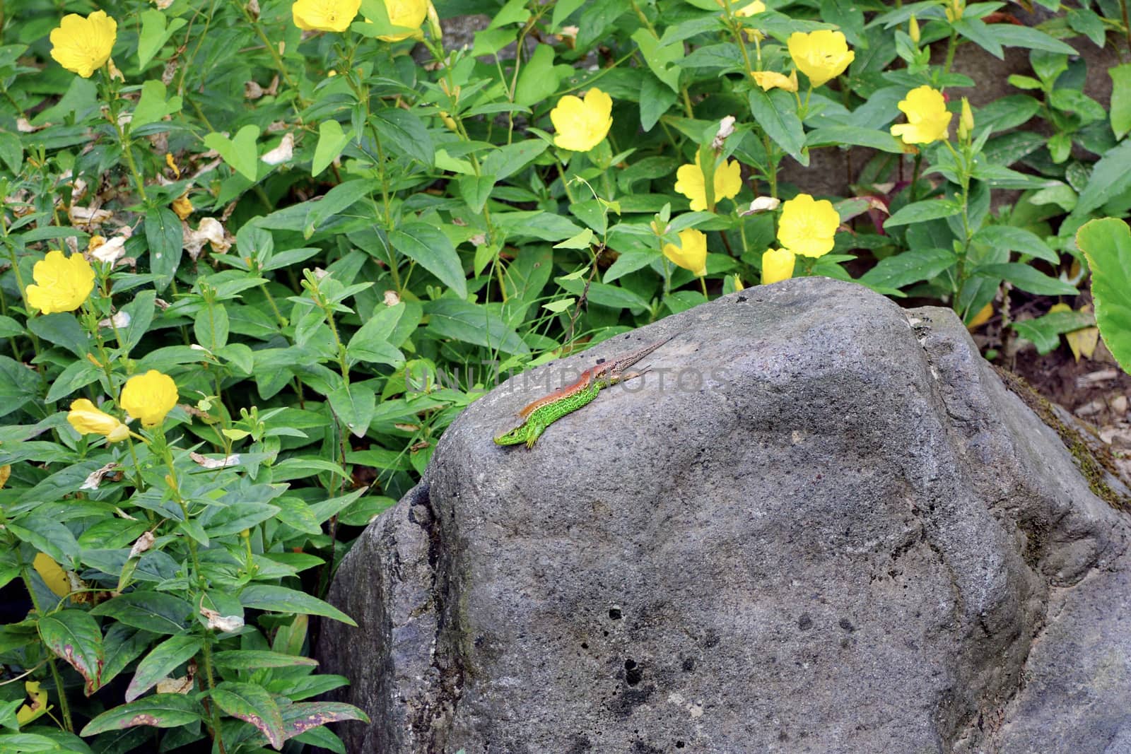 A multicolored lizard crawls along a huge stone boulder against the background of tall green bushes with yellow flowers
