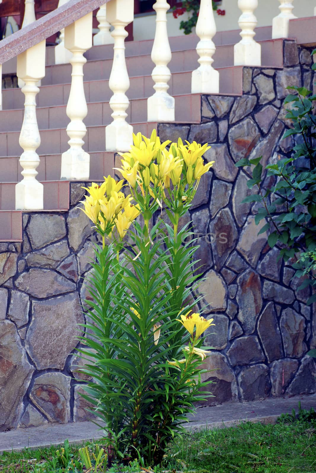 Beautiful gentle yellow flowers against the background of a stone wall and white steps
