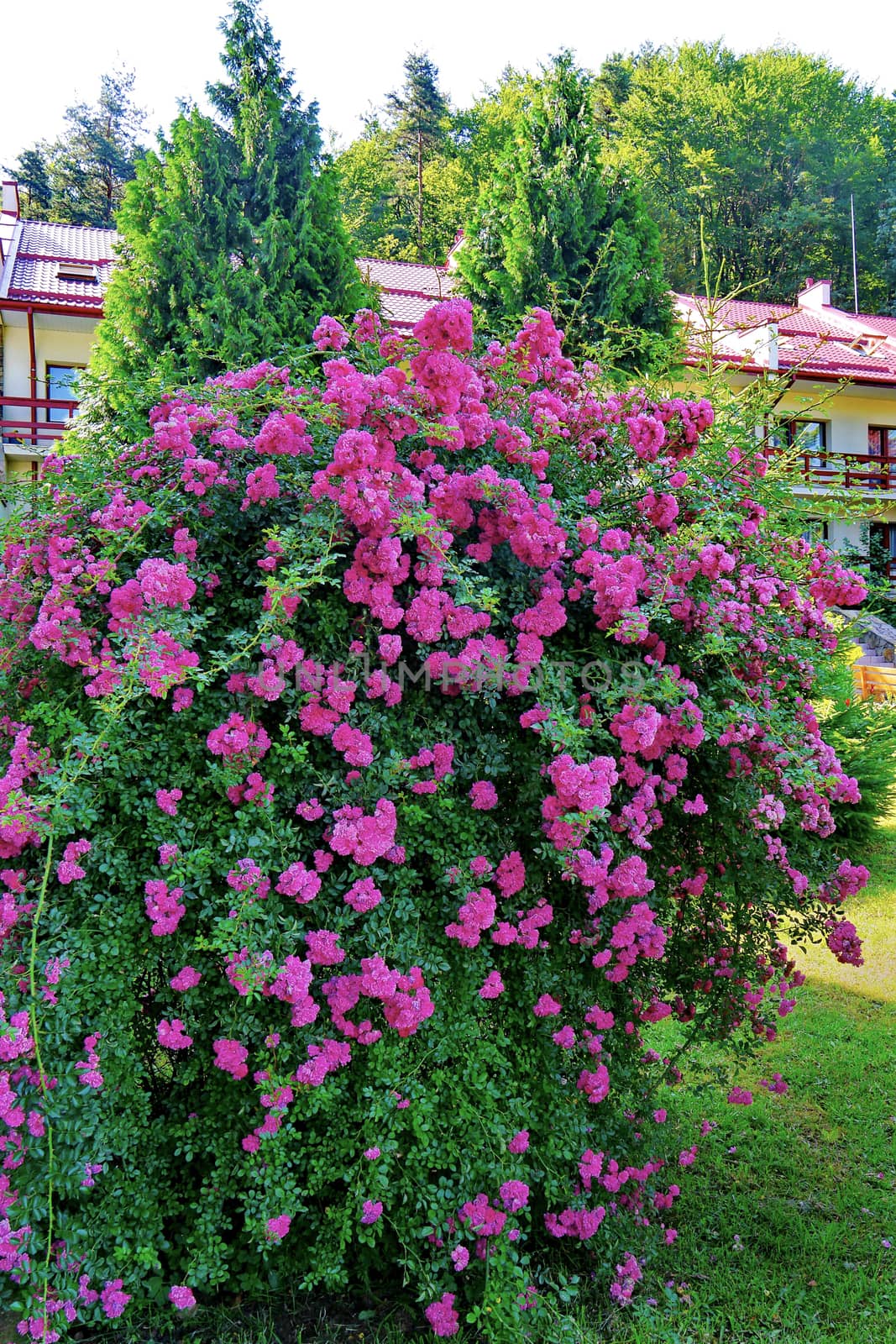A magnificent bush of beautiful pink flowers with small petals. Growing on a green lawn next to the slender trees.