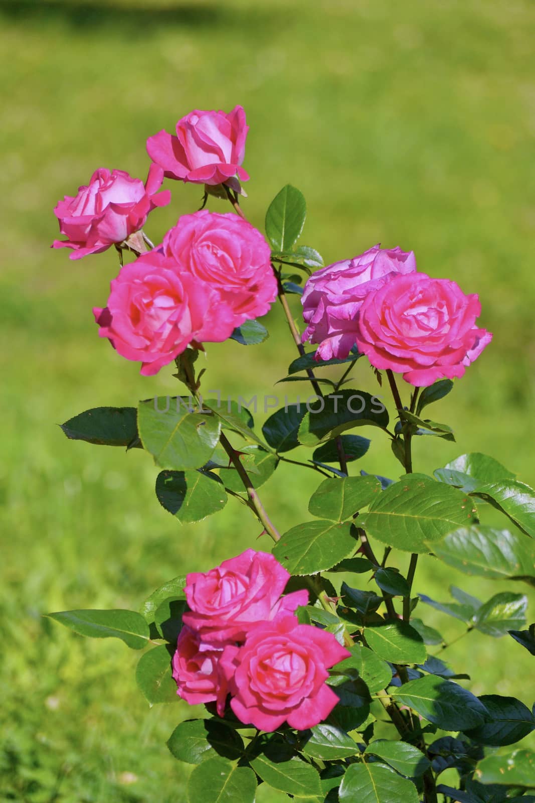 A beautiful bush of roses with green leaves on a thin stem. Beautiful flowers of any bouquet. by Adamchuk