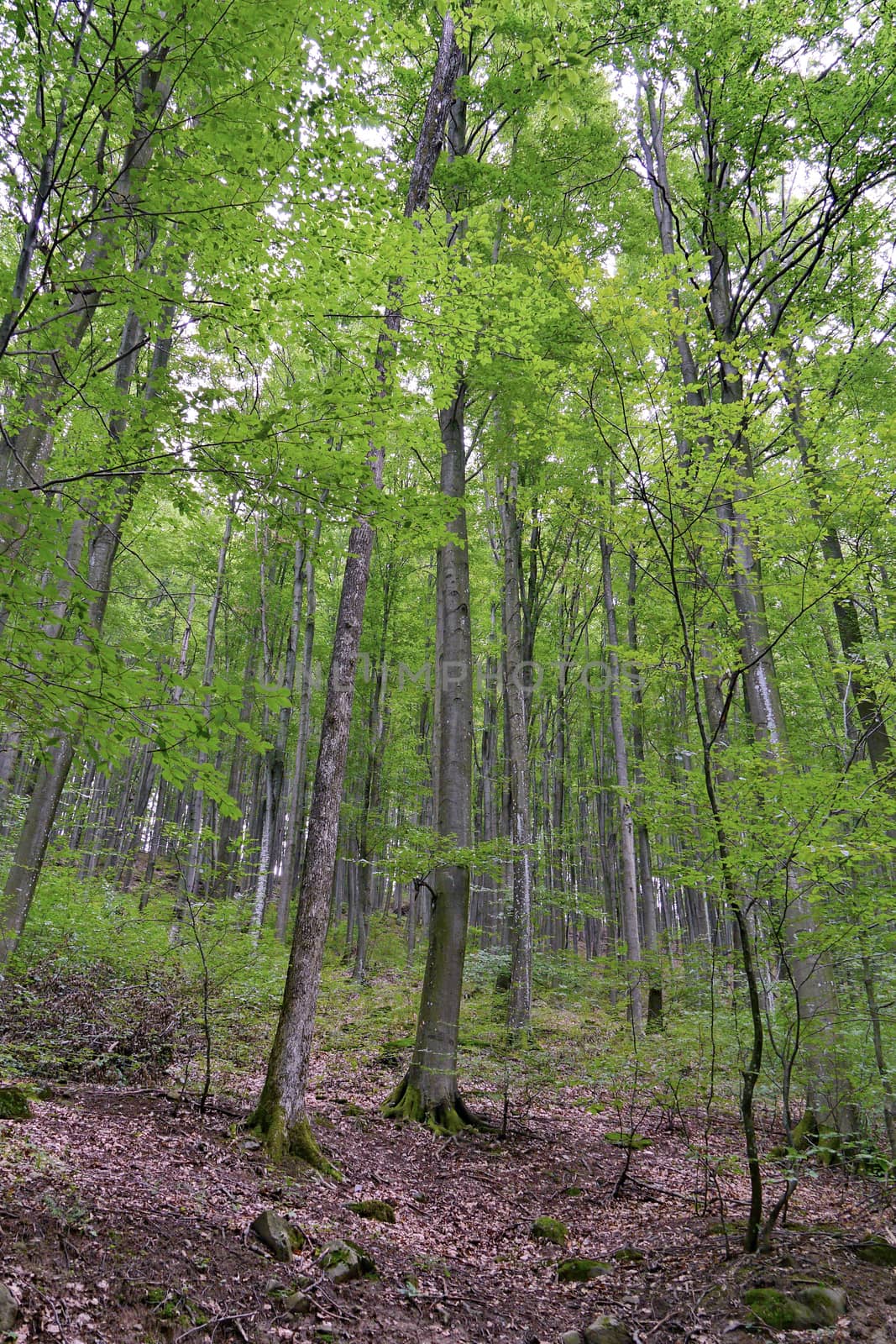 dense forest with gray trunks of high hornbeams on a cloudy day by Adamchuk