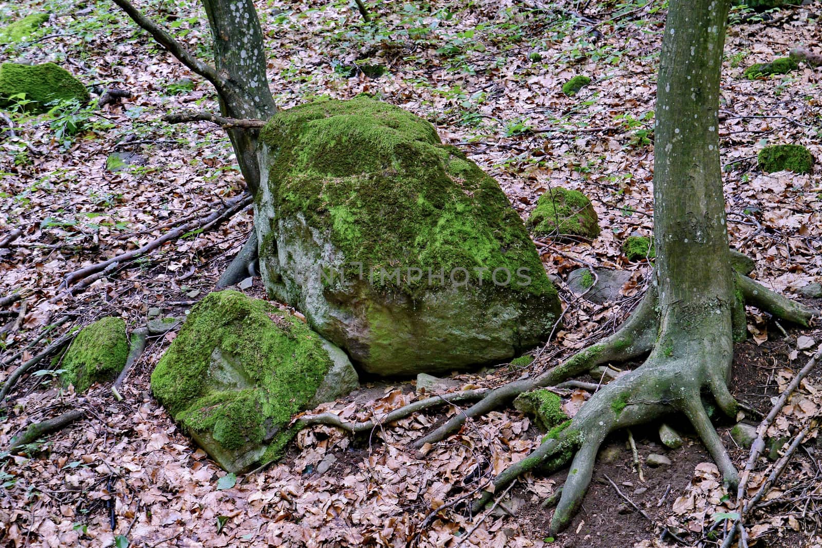 a fairy-tale picture in the form of a tree with green horses and a stone of moss-covered lying next to it
