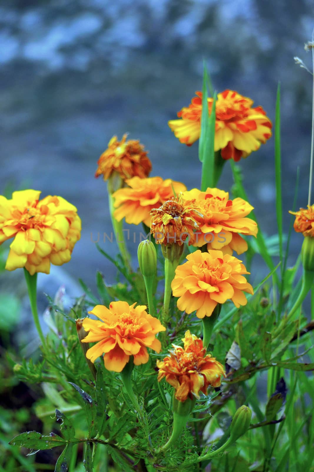 Withering and blooming flowers with orange petals, as well as young buds with green leaves by Adamchuk