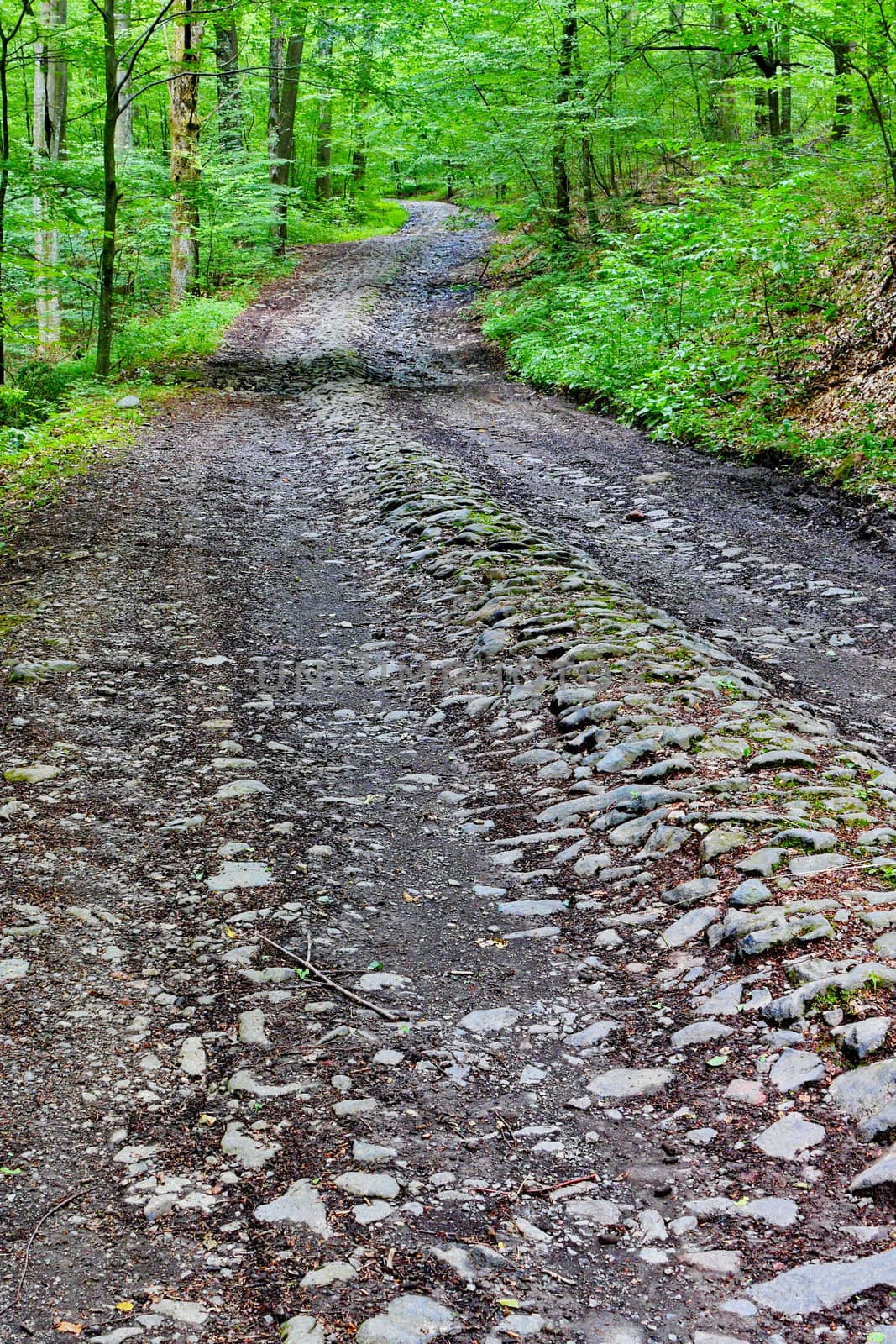 A wide stone road in the middle of a large green deciduous forest by Adamchuk