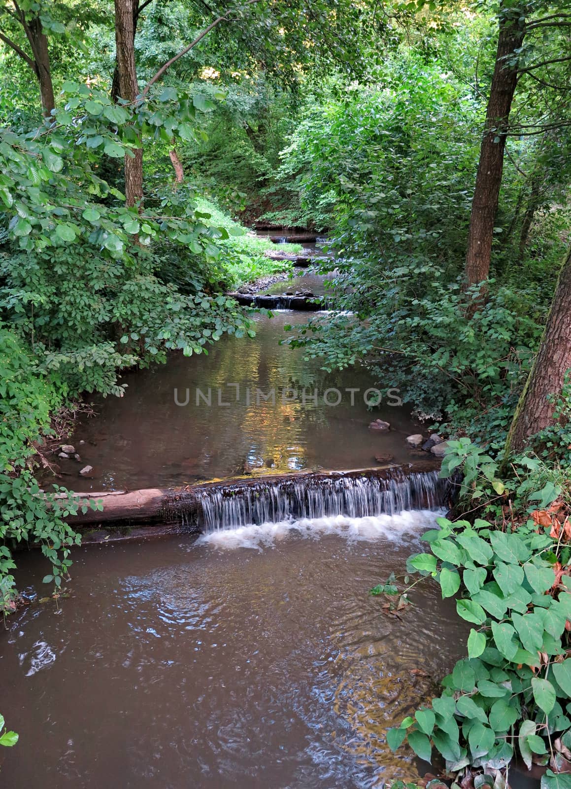 The creek makes its way into the dense forest through more small tree trunks