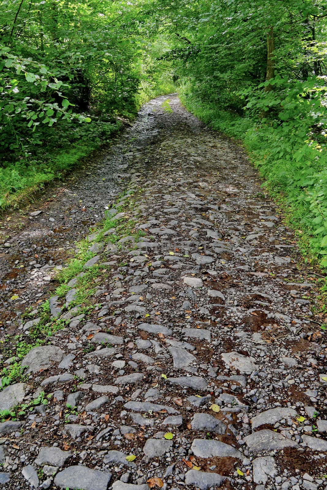 A wide stone forest path with green bushes and trees on each side by Adamchuk