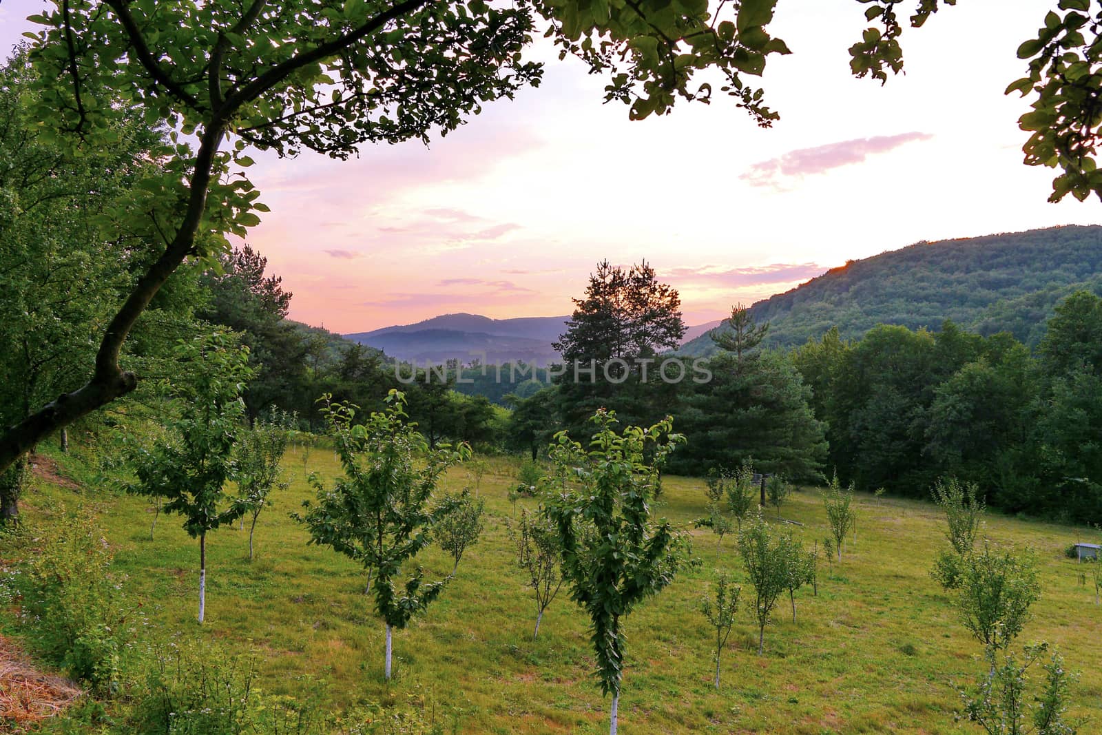 A green garden with planted young fruit trees in a picturesque area with far-away mountain slopes covered with dense forest.