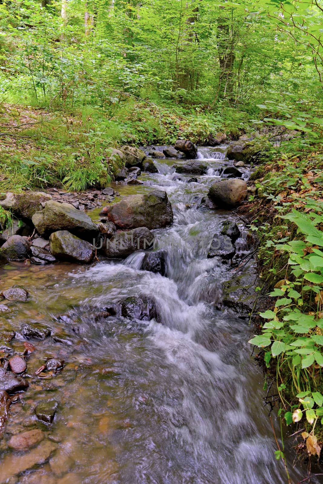 the mountain stream rapidly carries water to the valley through the stone bottom through the forest