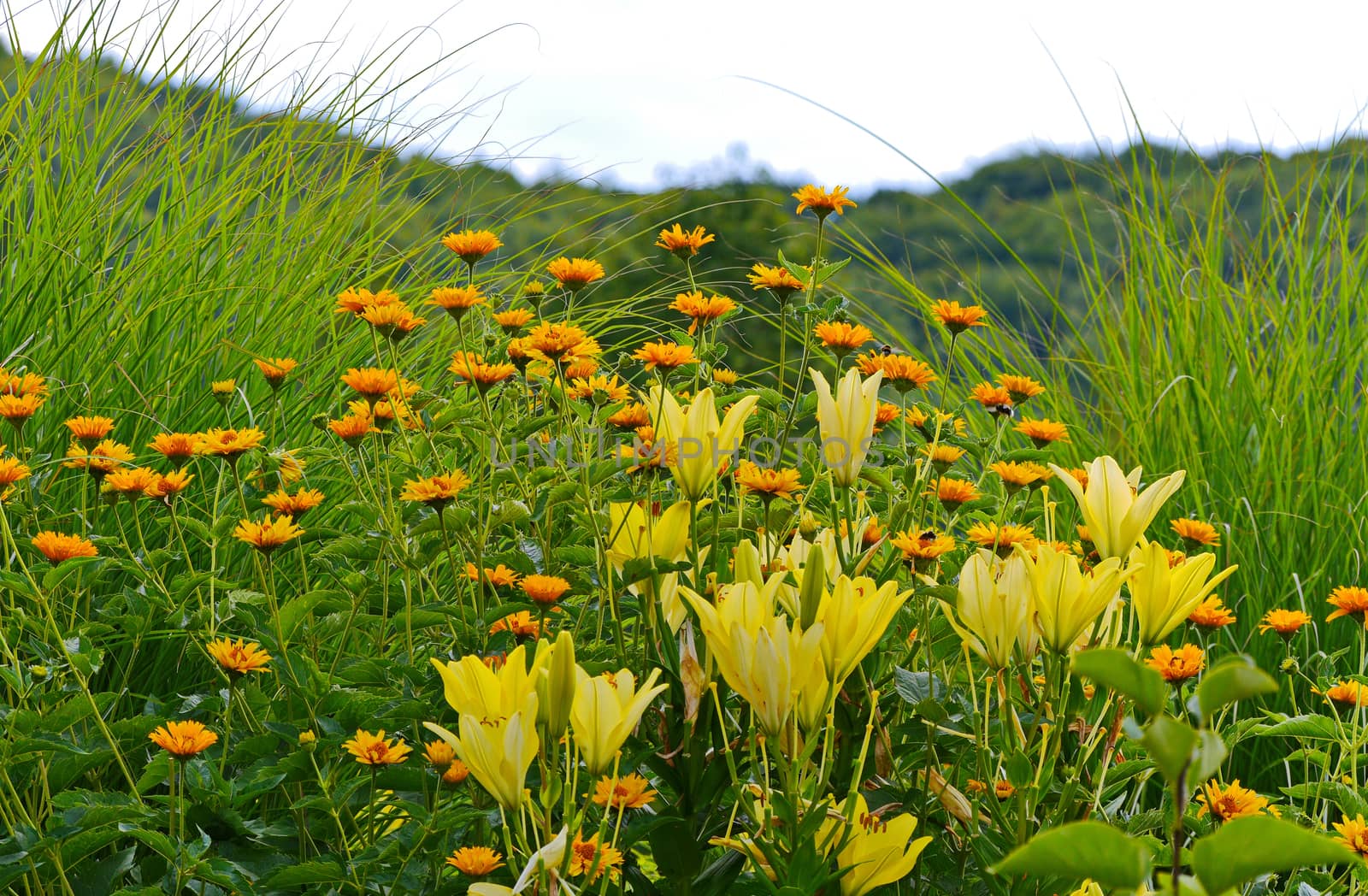 a group of yellow flowers and lilies among the high green grass