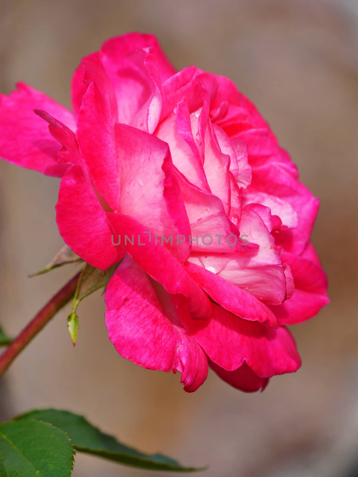 fresh rose with white base of petals and pink veins