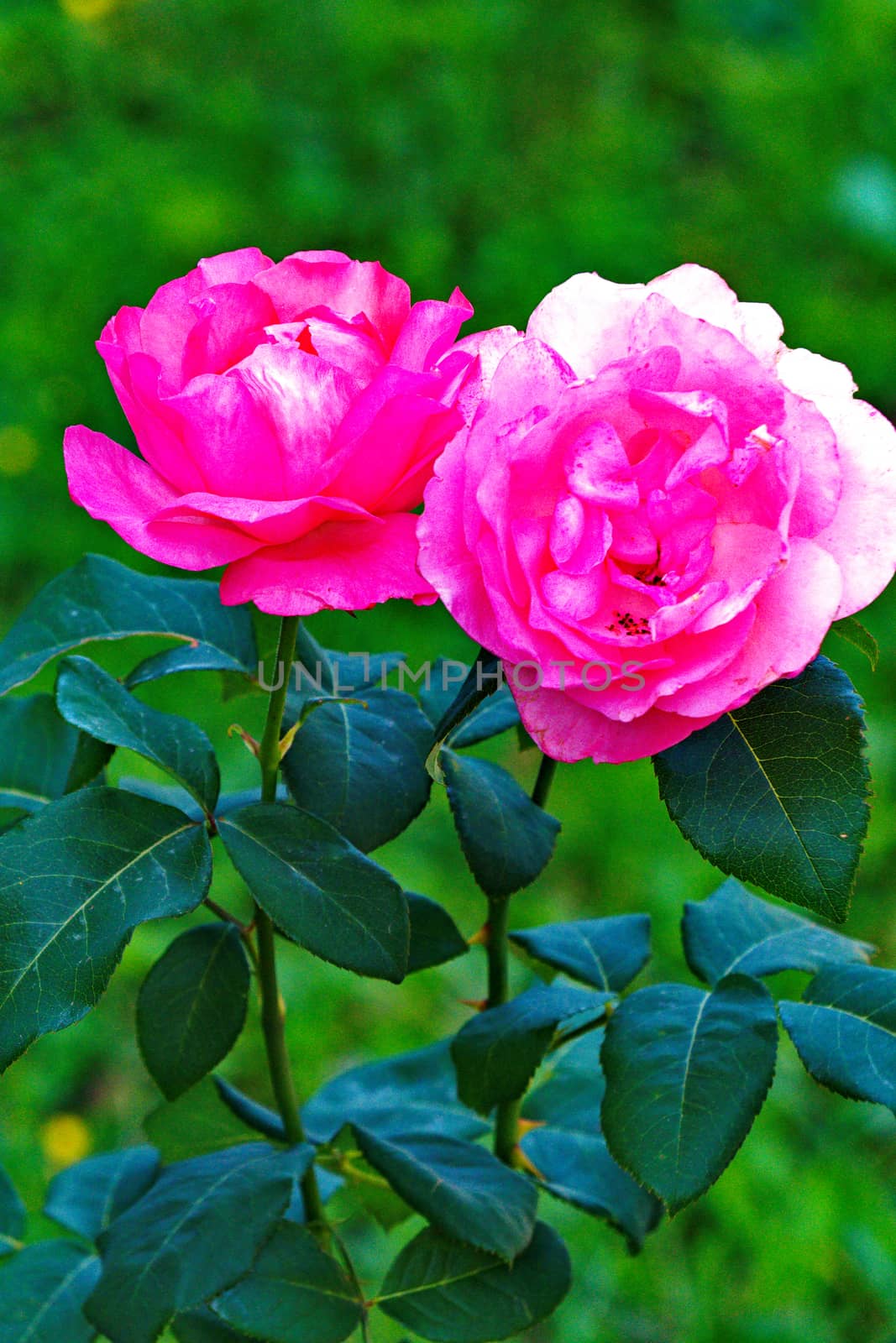 Wonderful bright pink roses with a white shade on a thin stem with fresh green leaves. Simplicity and beauty in one flower.