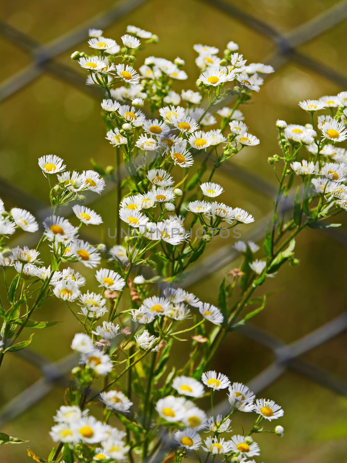 Field daisies with small white flowers with a bright yellow core on a green stalk by Adamchuk