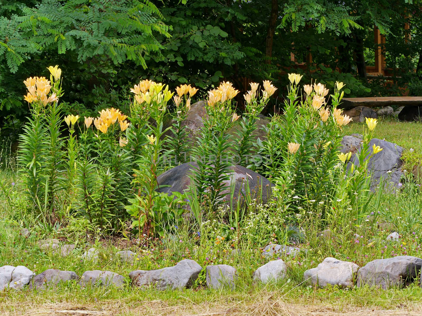 Flowerbed with yellow lilies on high green legs near decorate stone boulders