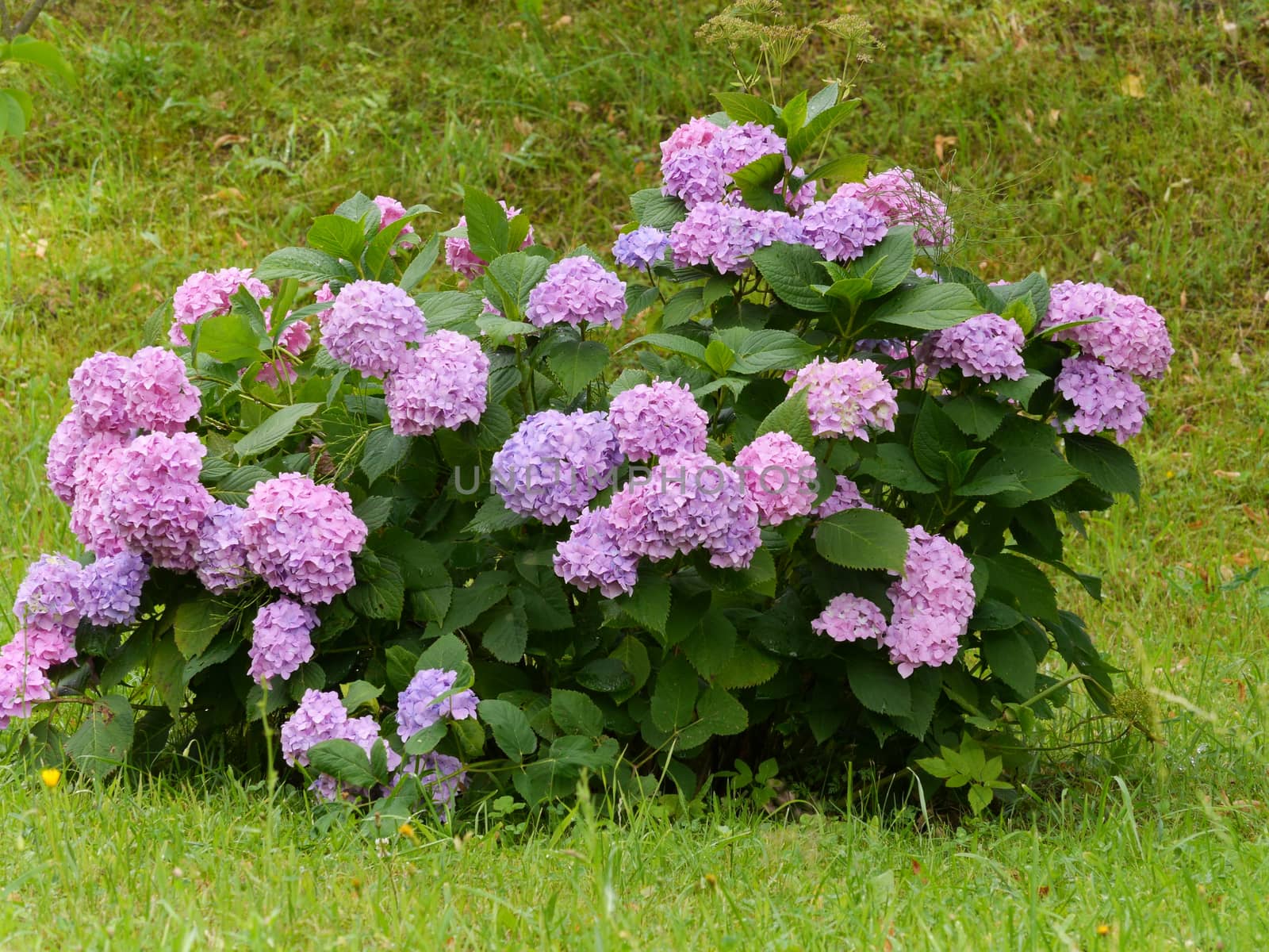 Inflorescences of pink and purple flowers on the bush of hydrangea in the middle of the lawn