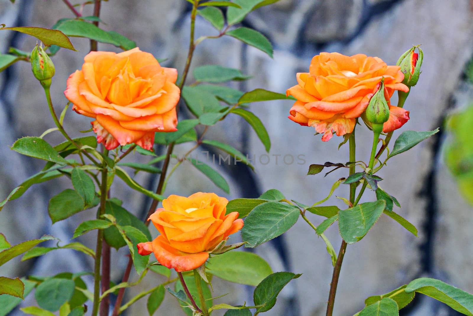 A bush with three blossoming brightly orange roses and buds not yet blooming