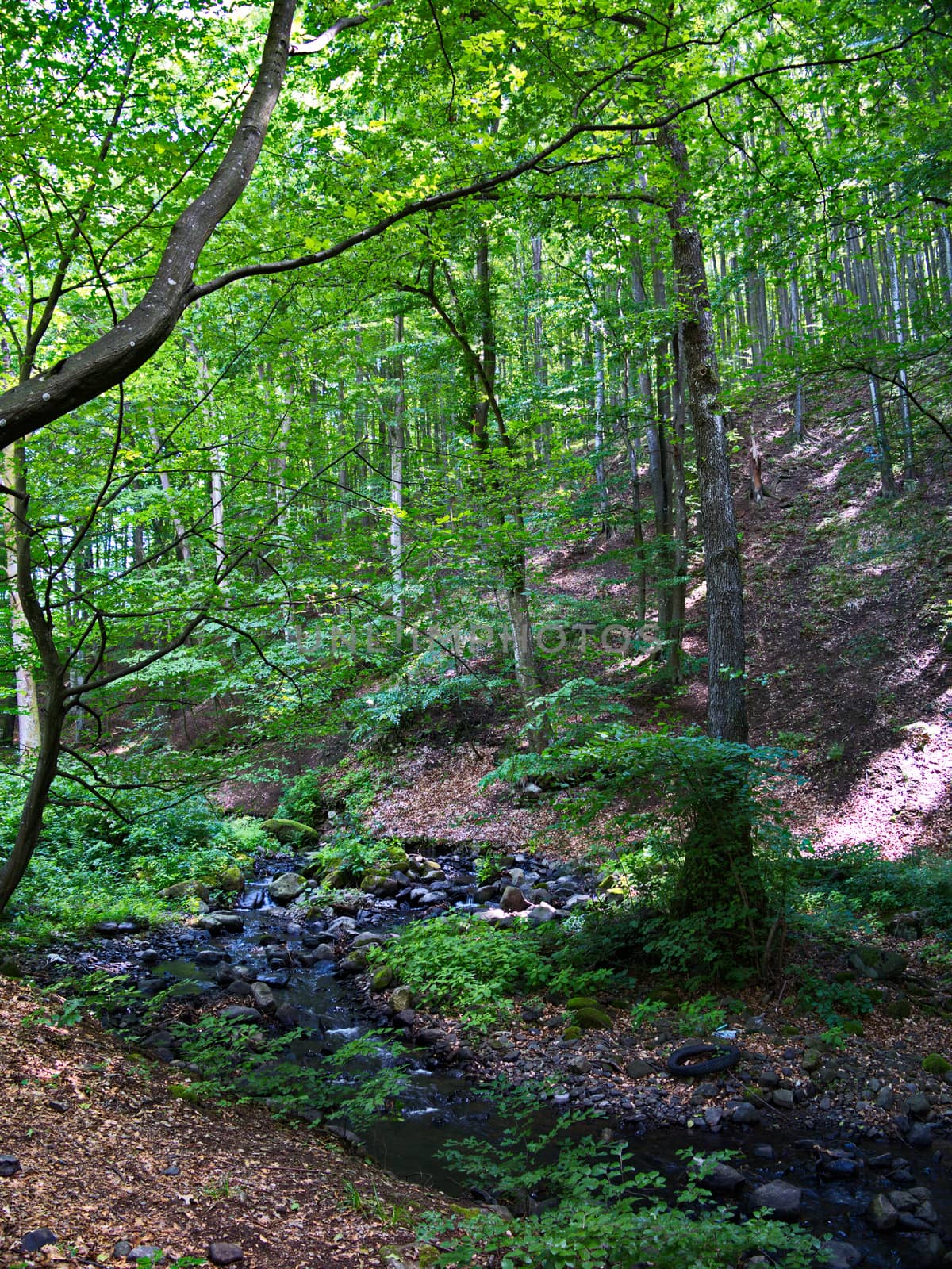 A small dodgy mountain river flowing along the forest slope against the background of high deciduous trees by Adamchuk