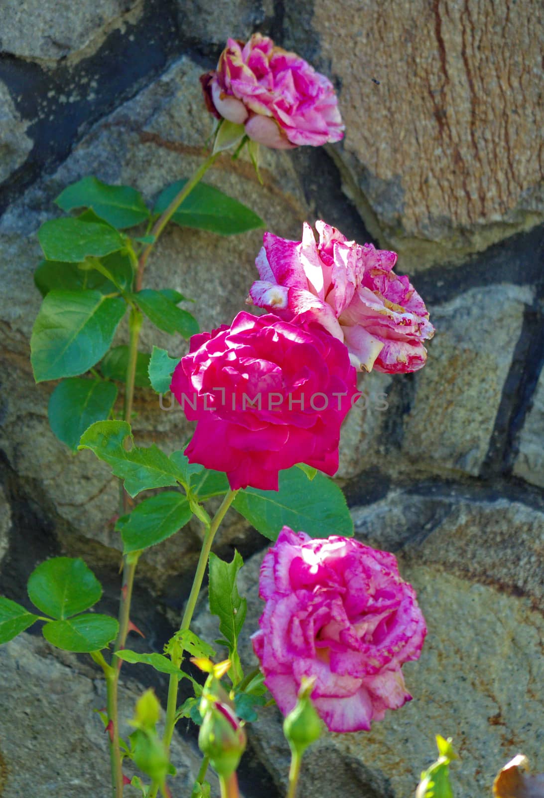 A lovely bush of beautiful pink with white rose petals against the background of large stones located behind them. by Adamchuk