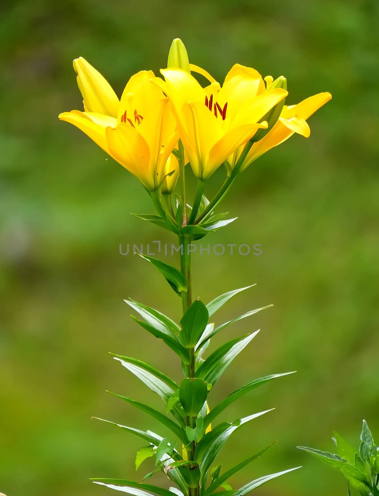 delicate yellow lily with a thin green stalk and green leaves by Adamchuk