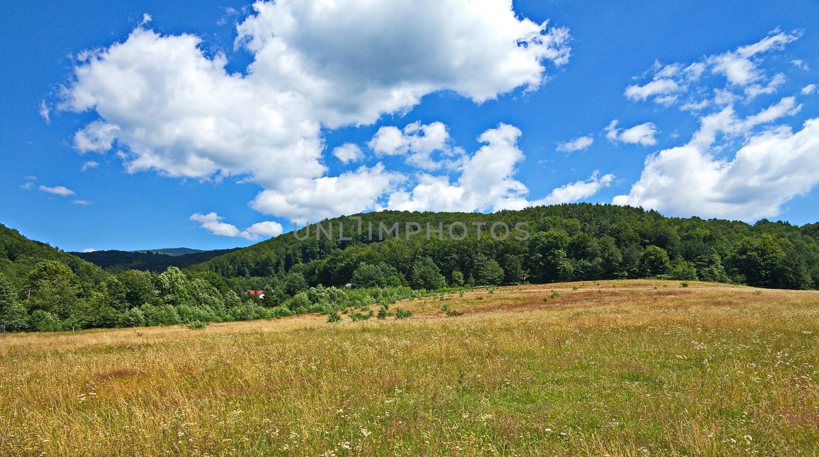 Field full of wild flowers on a background of green forest and blue sky with white