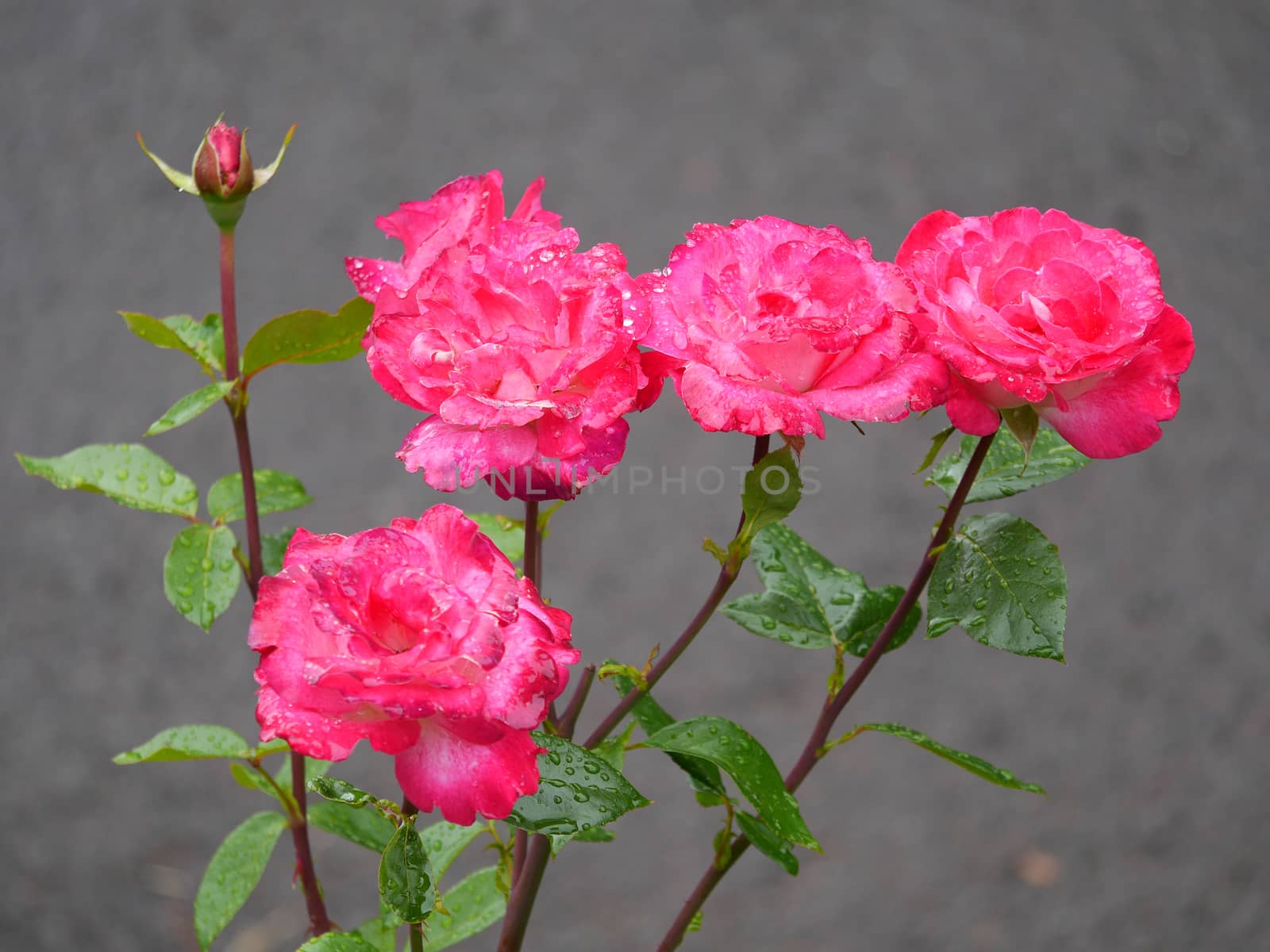 a sprig of pink rose flowers filled with drops of water