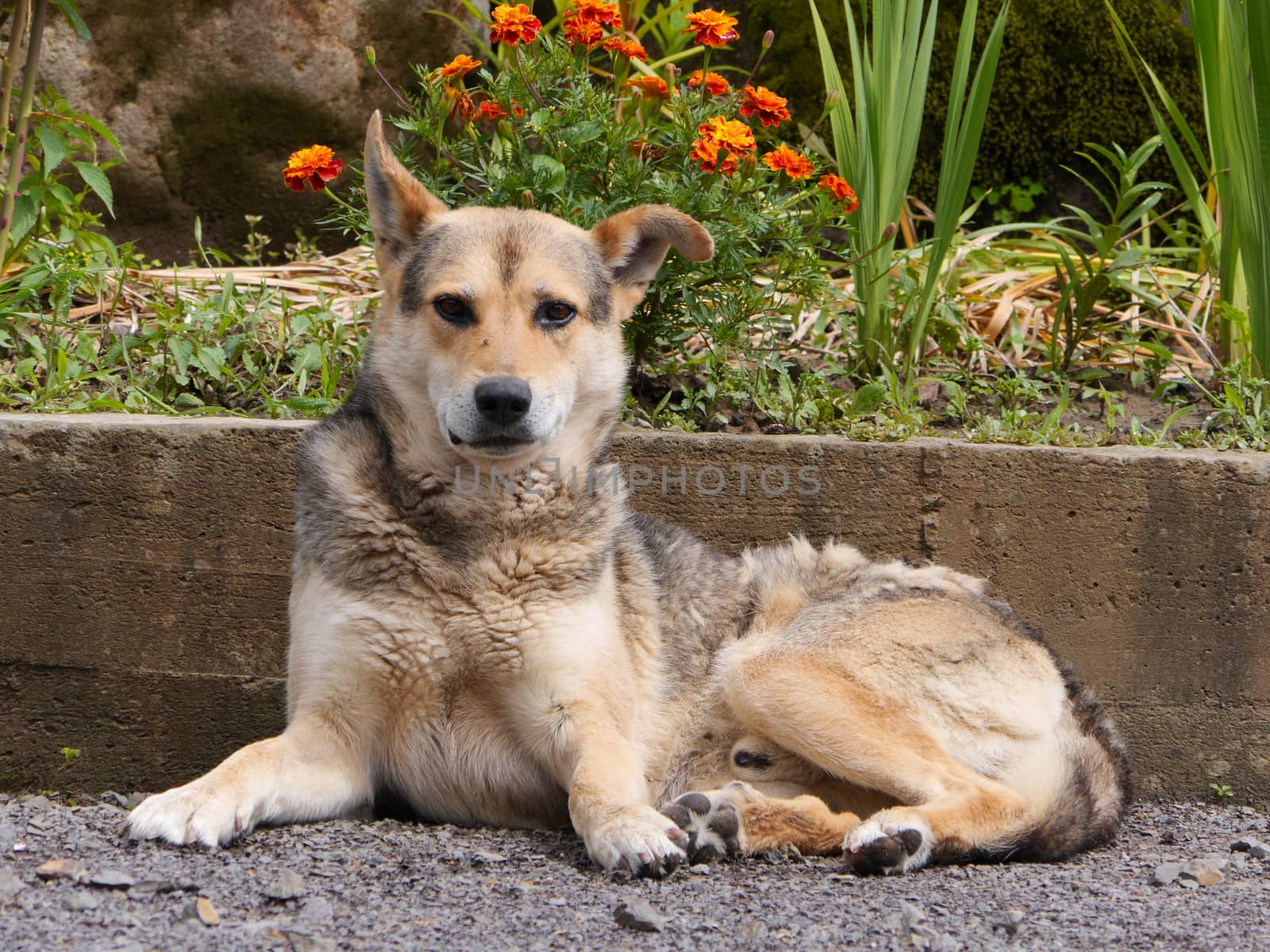 A beautiful dog with clean hair and a clever look lying on the ground strewn with small stones. A faithful friend who never betrays.