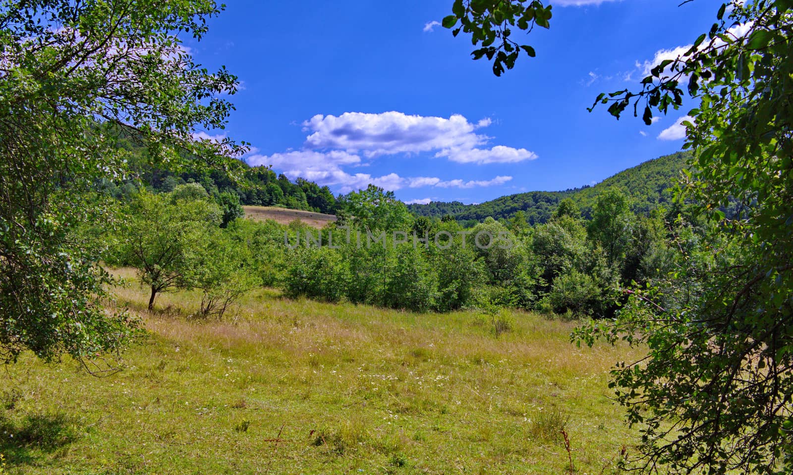 Green grass on a picturesque glade among green trees with far-away slopes with green trees under a blue sky with clouds.