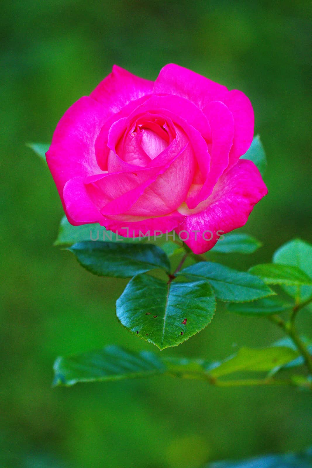 A delicate rose flower with bright petals with green leaves and a thin stalk with spines.