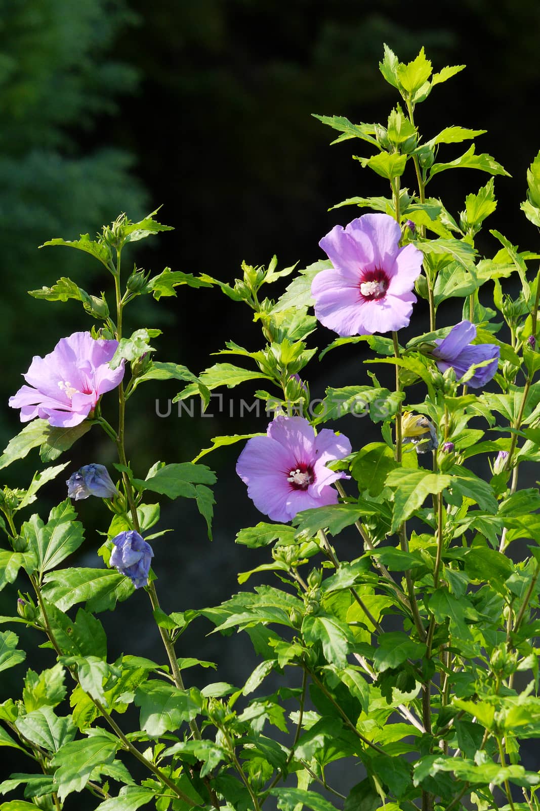 no special flowers of purple hibiscus on the high branches of the bush by Adamchuk