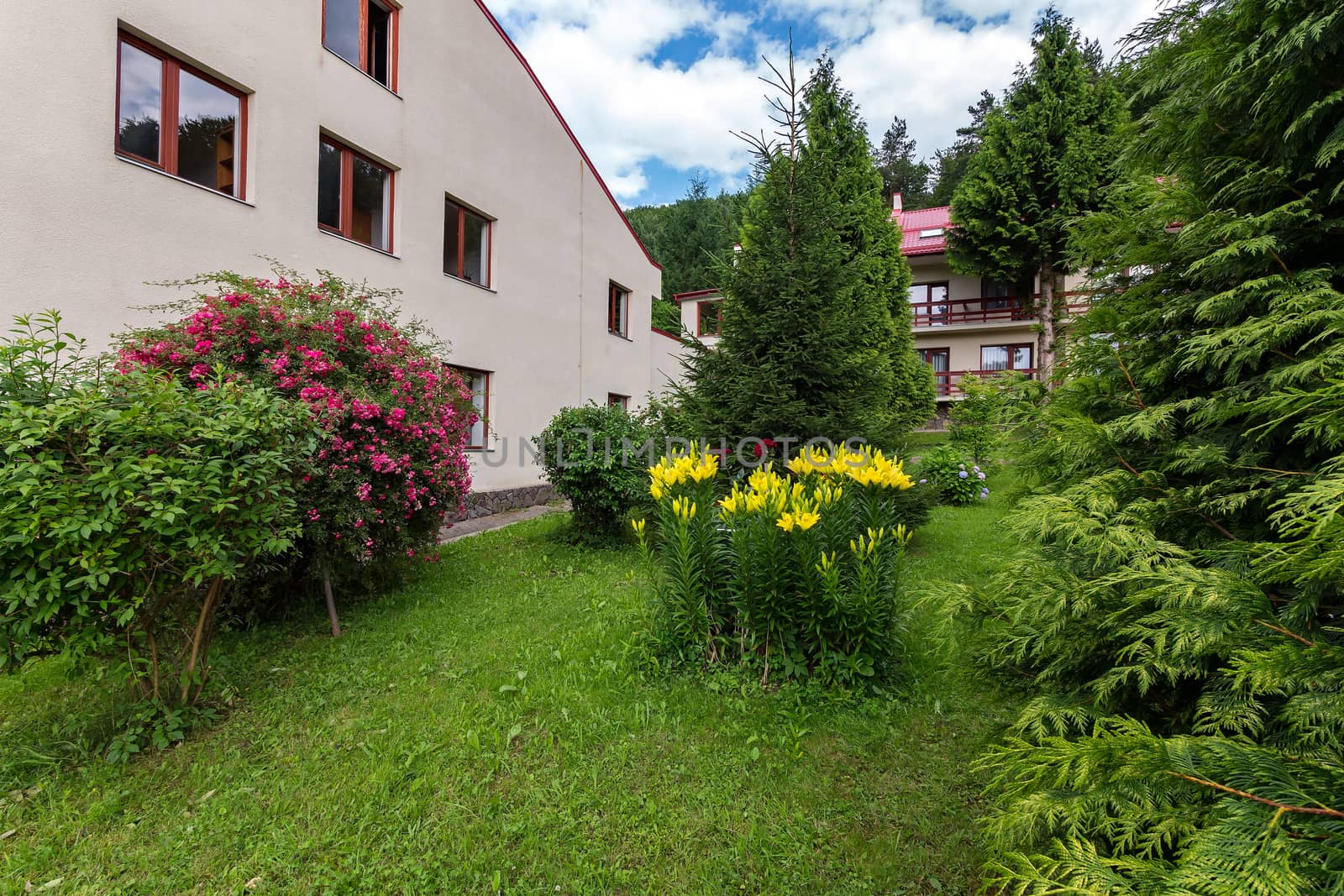Park near the hotel with yellow lilies and a pink flower bush