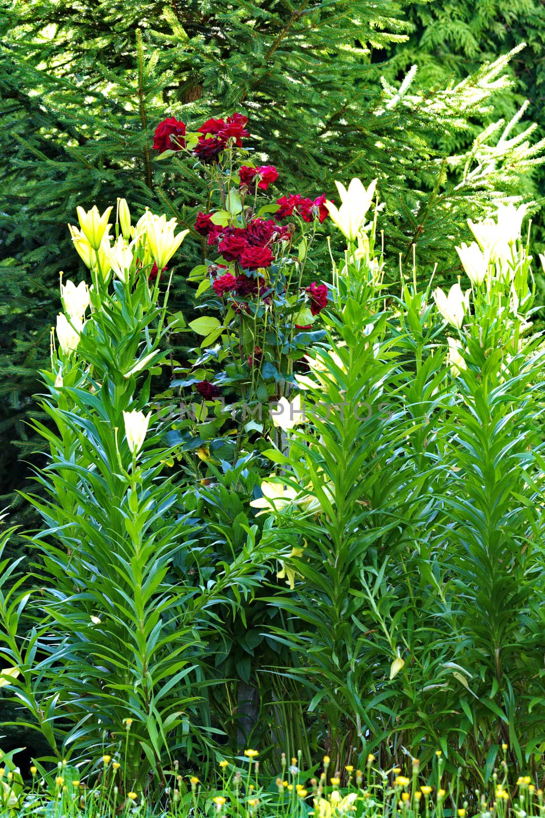 Wonderful yellow and red flowers on tall green stems with long leaves by Adamchuk