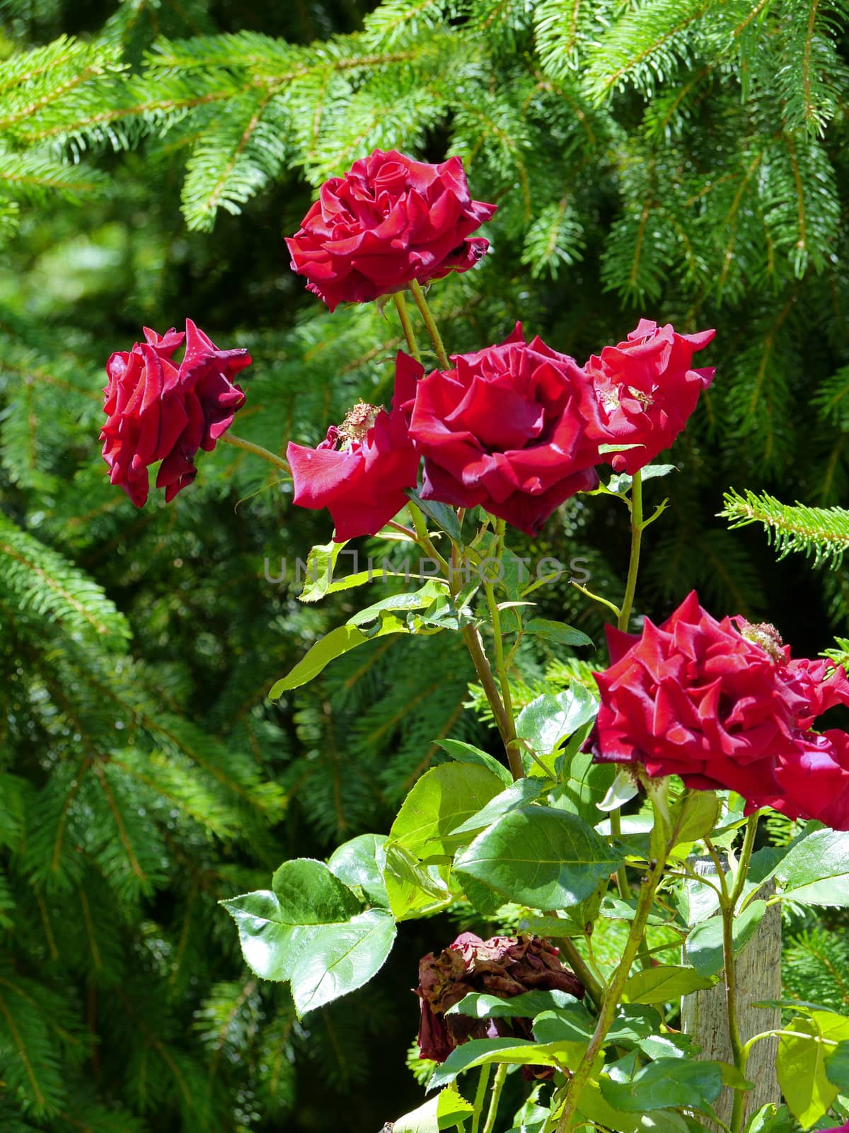 Bordovo velor color roses with prickly stems exuding a wonderful fragrance