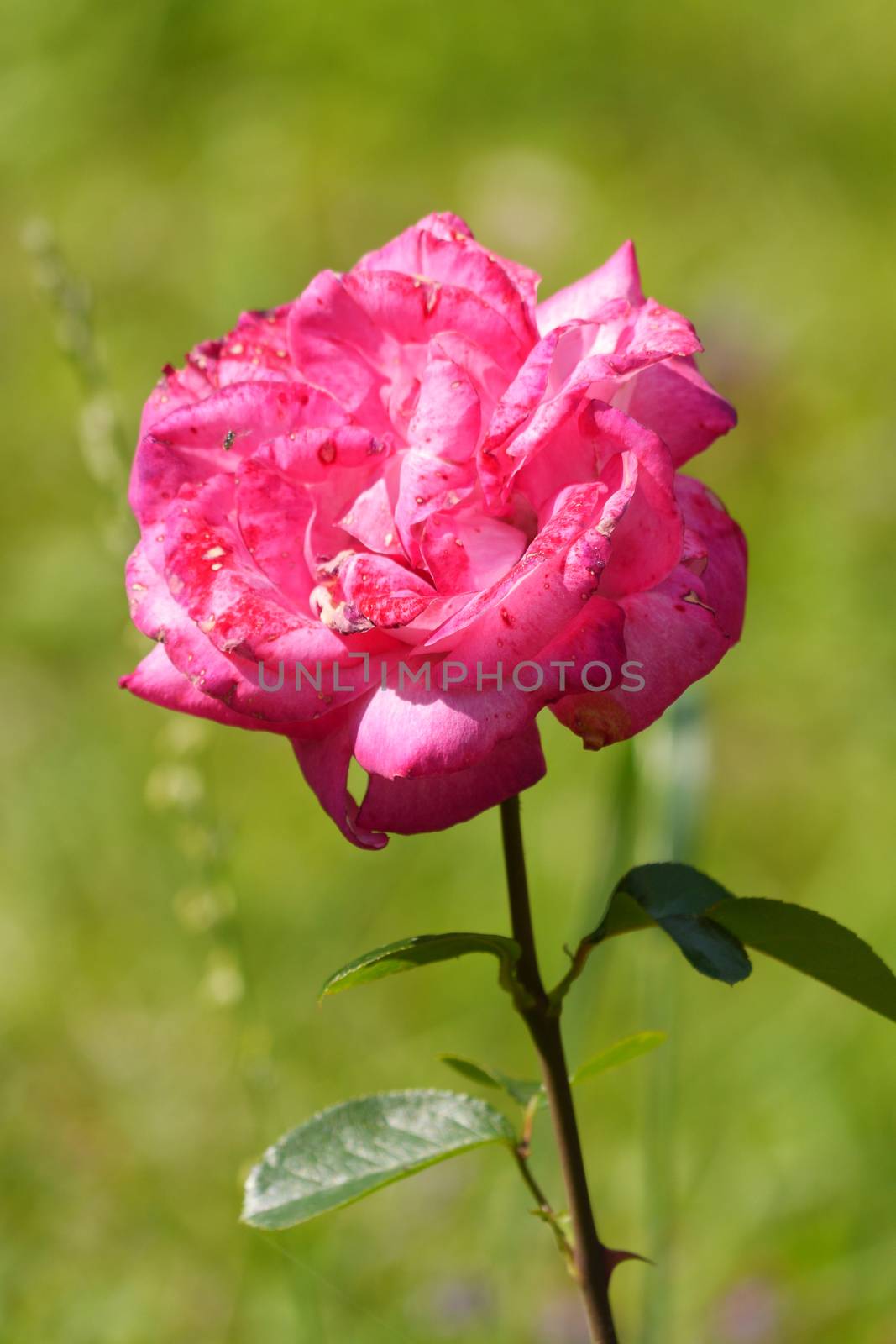 Beautiful rose, lonely growing green lawn among green herbs by Adamchuk