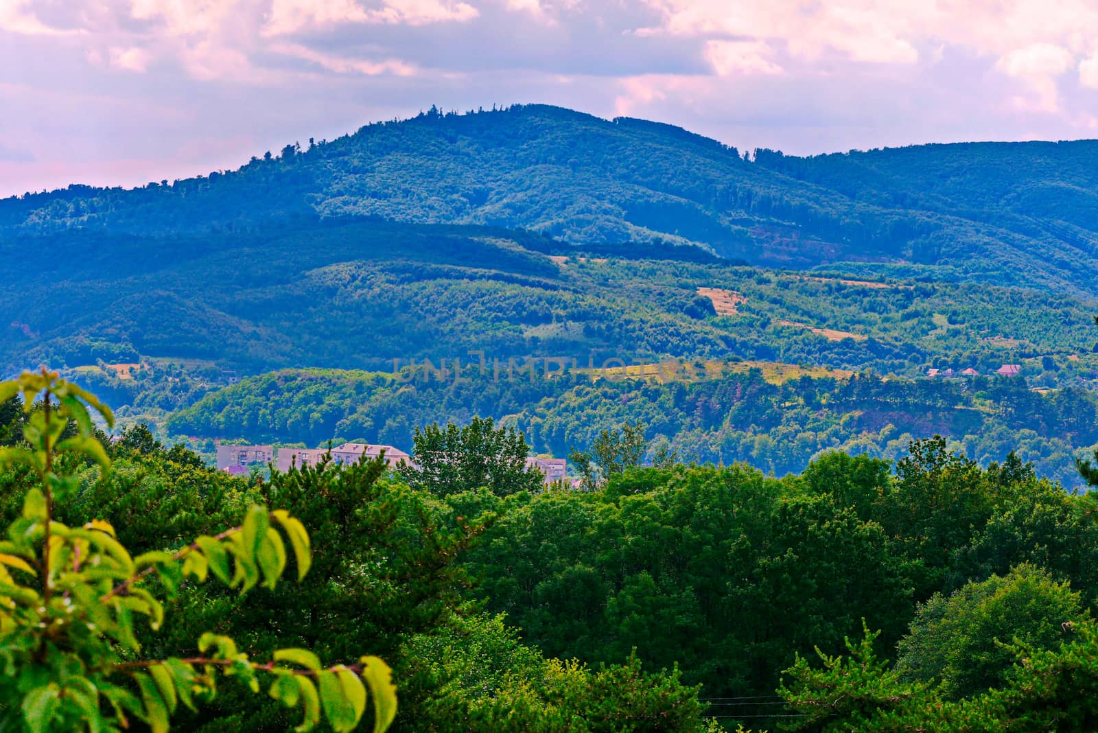 view of beautiful blue mountains with forest in the foreground