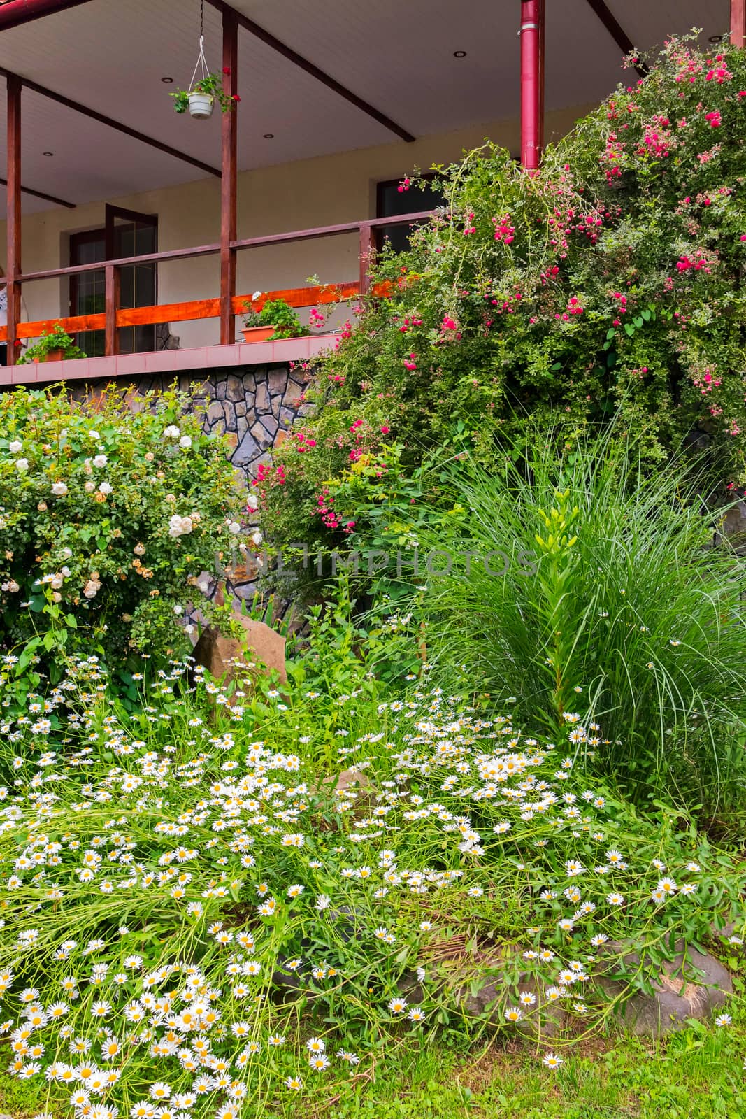 Thickets of camomile, white rose bushes and other decorative plants near a beautiful wooden veranda