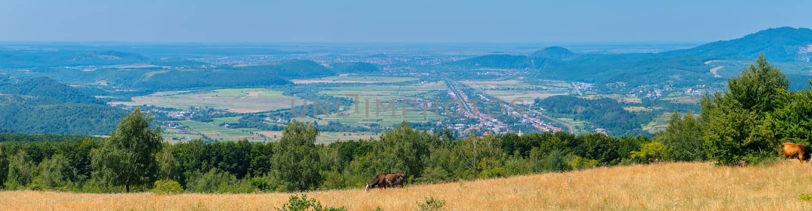 Cows graze on the field with a view of a small village village in the mountains