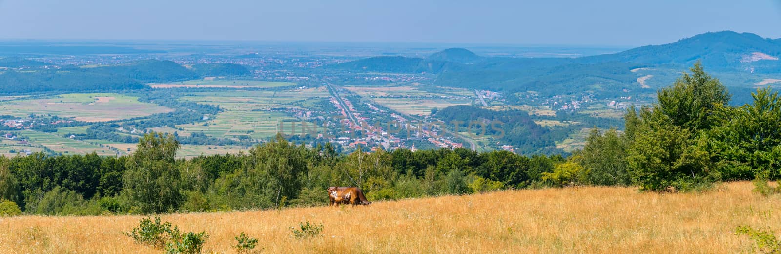 panorama of pasture with brown cow and distant cities in the valleys between the hills
