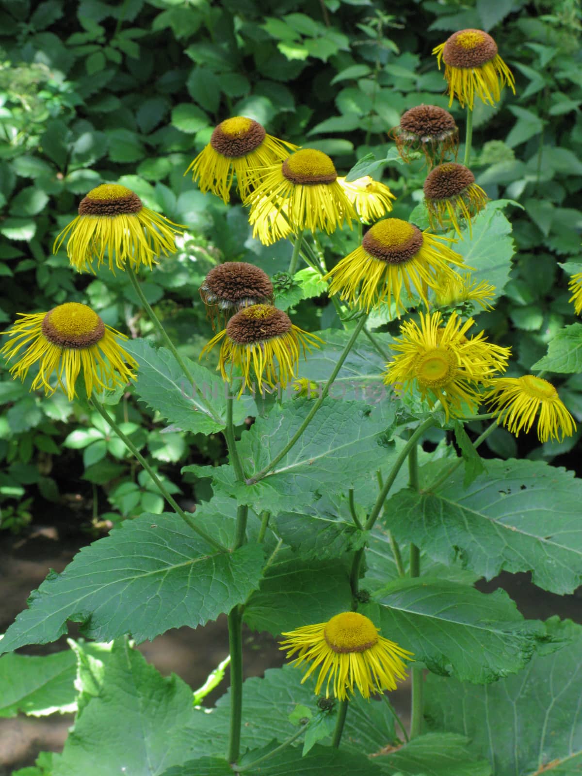 Falling yellow daisies with large green leaves against a background of shrubs