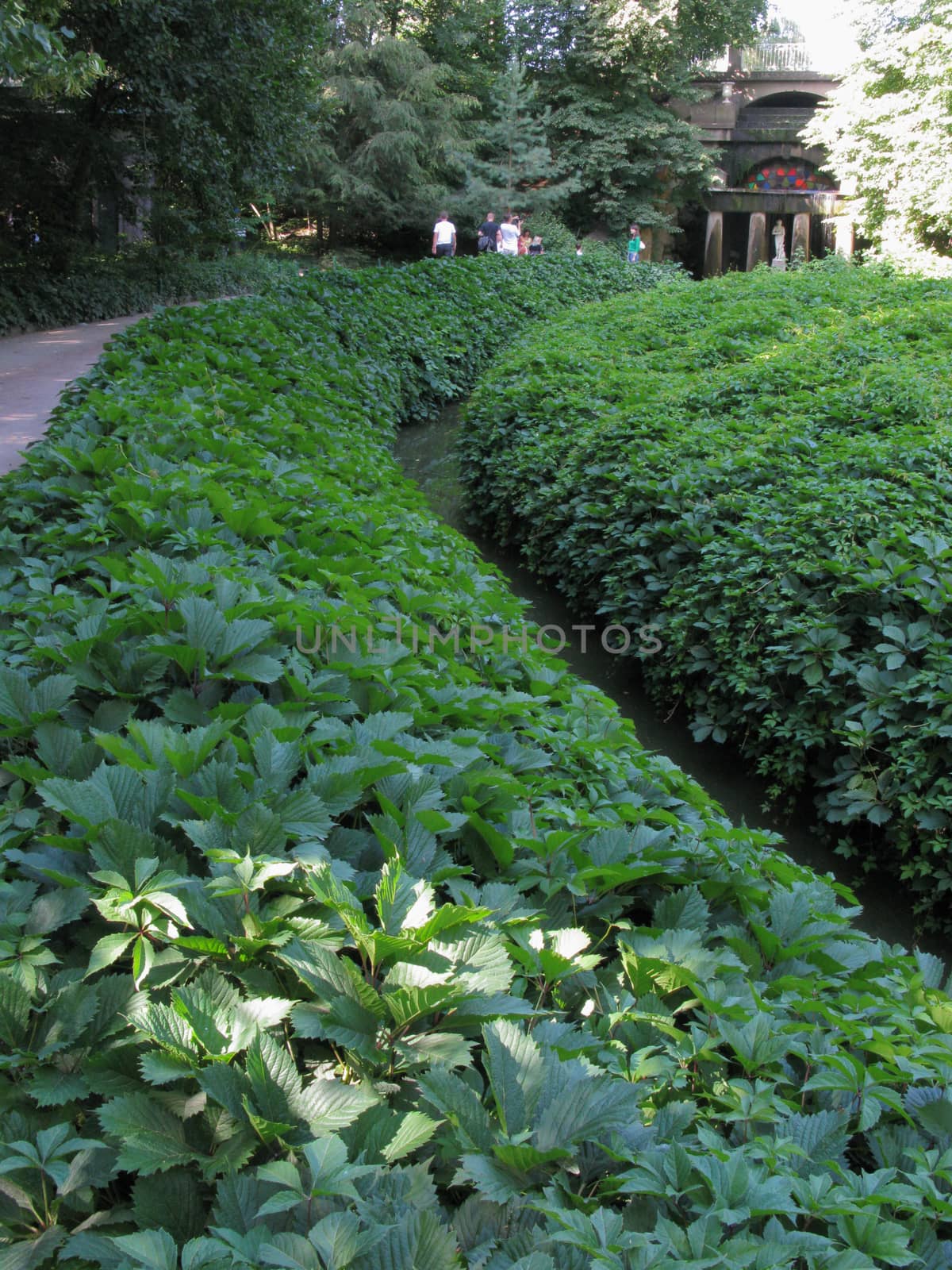 Figured, green bushes on the flowerbed. They are planted with a spiral