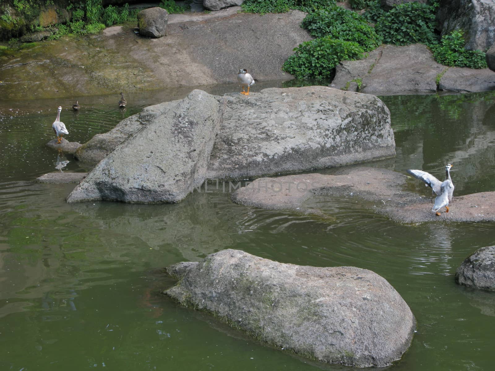 Beautiful colorful ducks floating in the lake and standing on the rocks